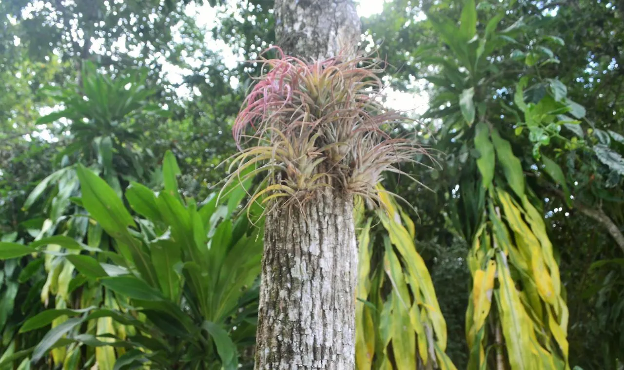 Drop By Nature Hotel Ruta De Los Cenotes Puerto Morelos 0*,